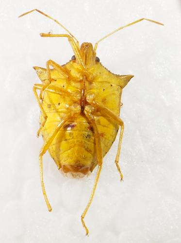 Réf. 309 073 : Euschistus taurulus